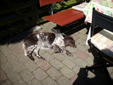 DSCN0083.JPG