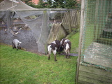 dscn0974.jpg
