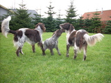 dscn0976.jpg