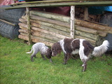 dscn0980.jpg