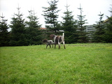 dscn0984.jpg