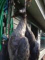 goose-hunting-20120923.jpg