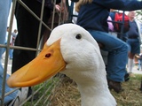 Duck.jpg
