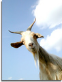 goat.jpg