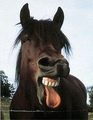 horse1.jpg