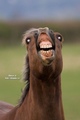 horse2.jpg