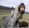 horse3.jpg
