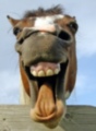 horse4.jpg