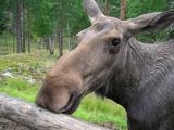 moose.jpg