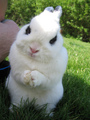 rabbit.jpg