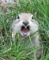 rabbit2.jpg