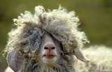 sheep.jpg