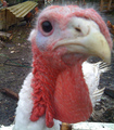 turkey.jpg